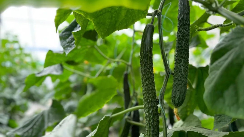 黃瓜發(fā)育“開關(guān)”找到